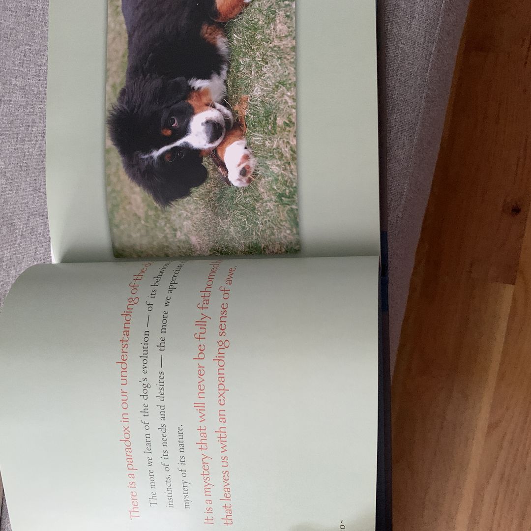 Bless the Dogs