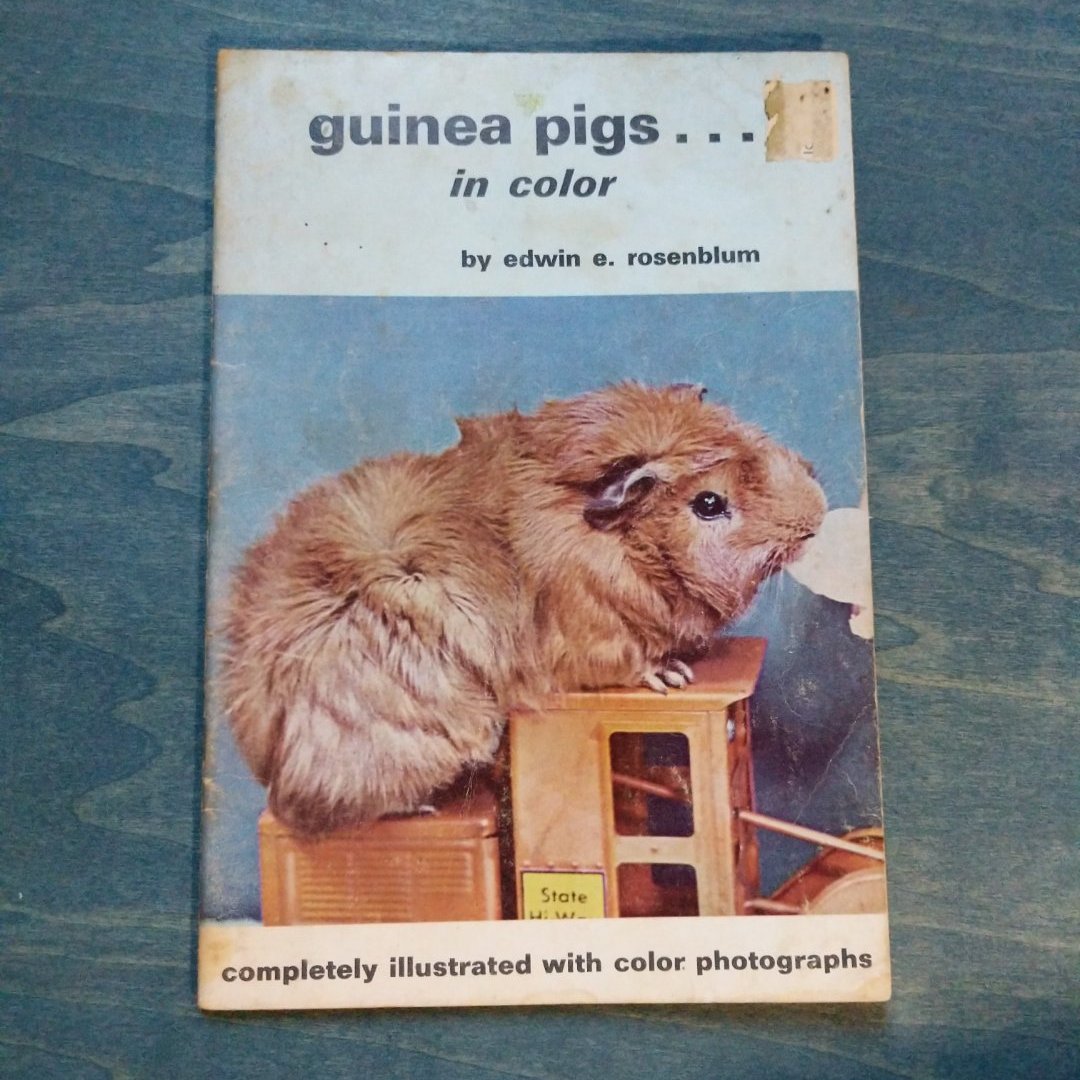 Guinea Pigs- in Color