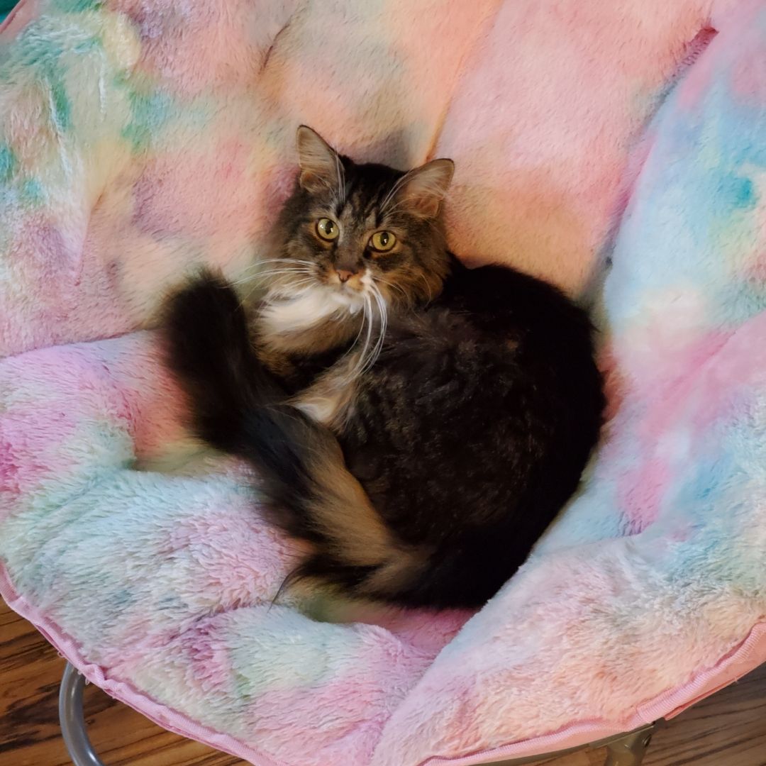 Roger's Rabbit Hole of Books