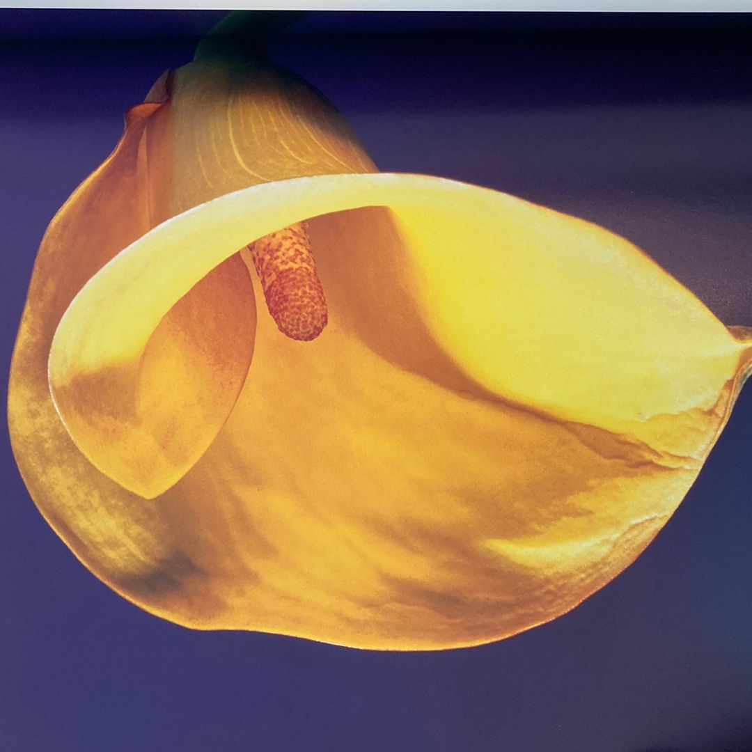 Mapplethorpe: the Complete Flowers by Robert Mapplethorpe, Herbert