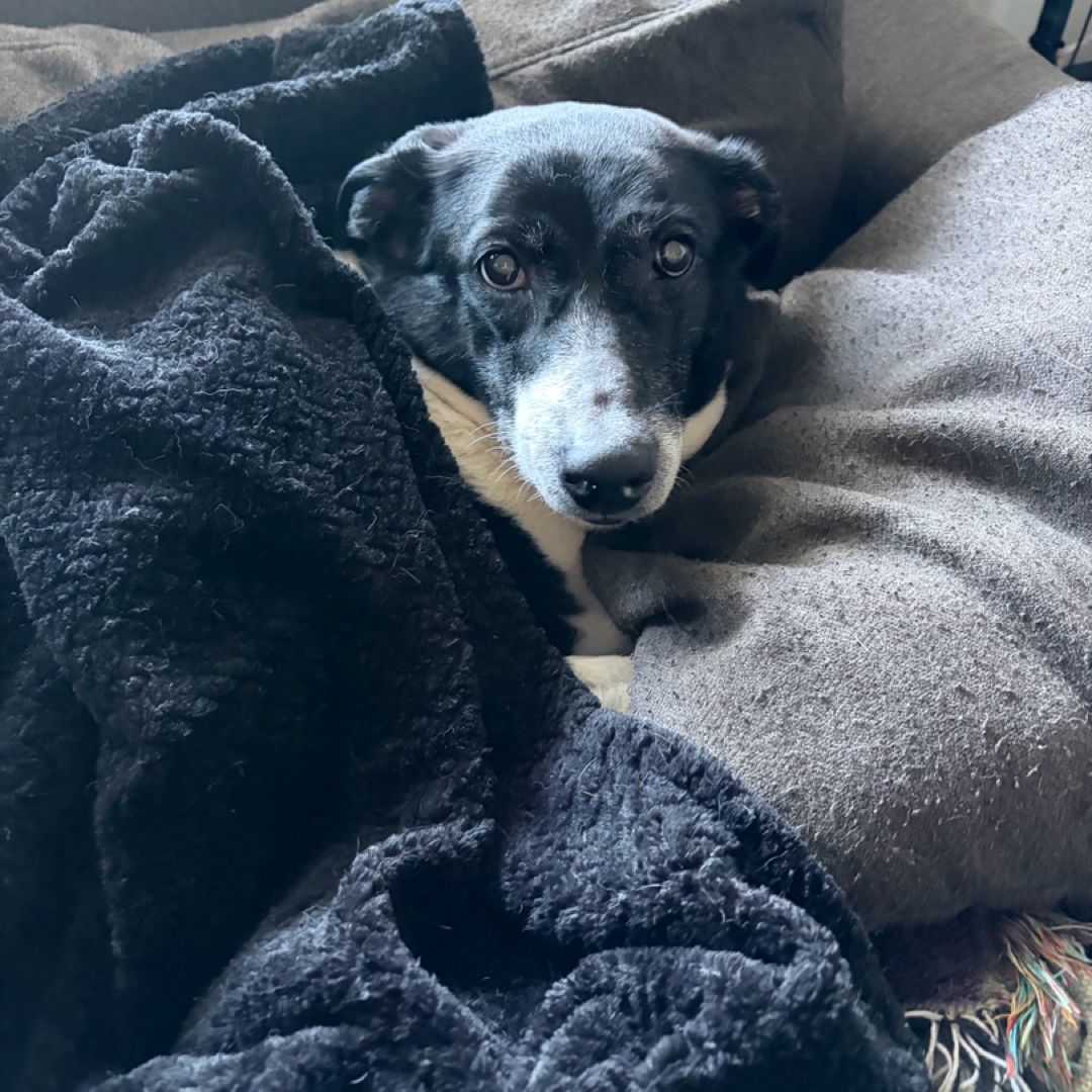 Zelda’s Second Chance Library
