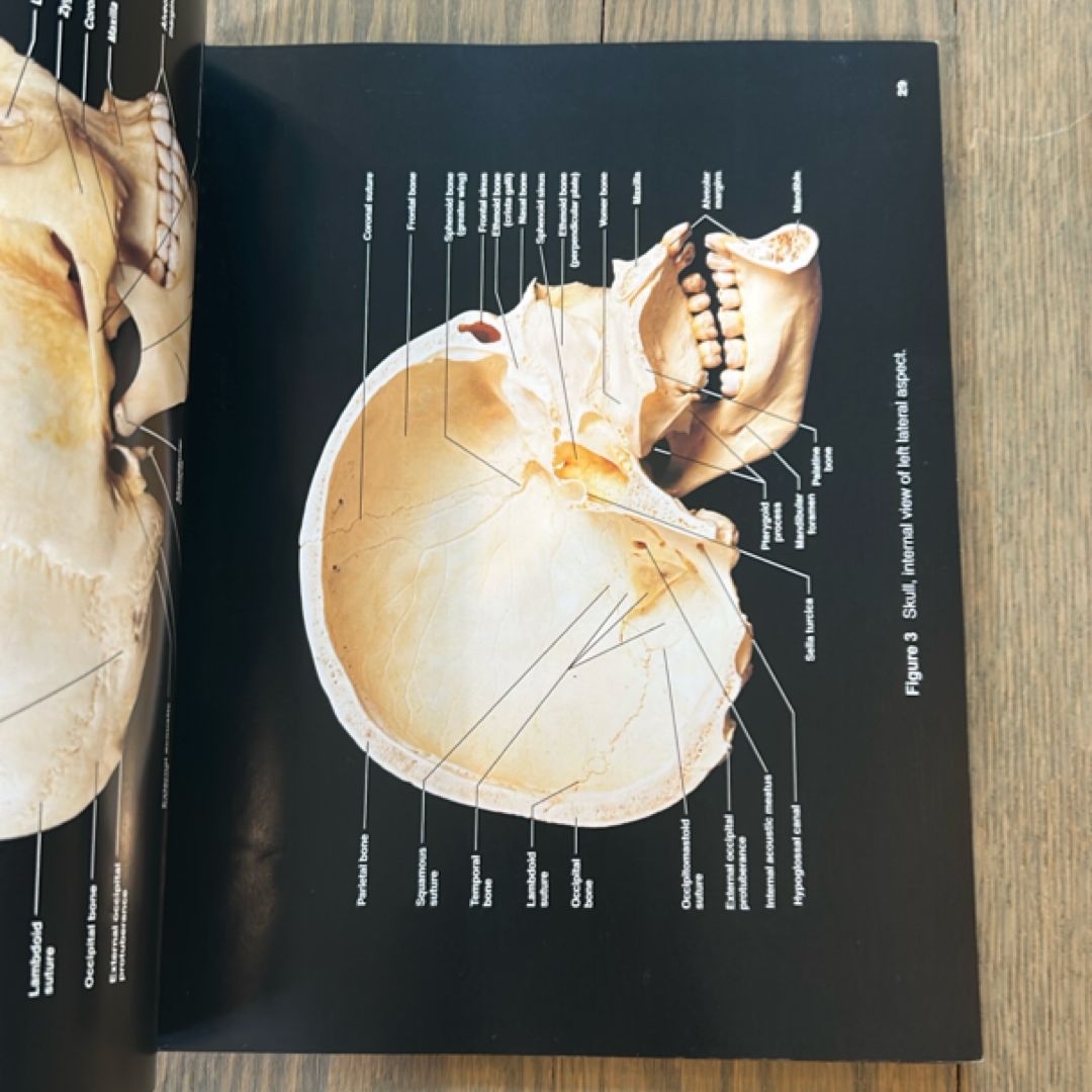 A Brief Atlas of the Human Body
