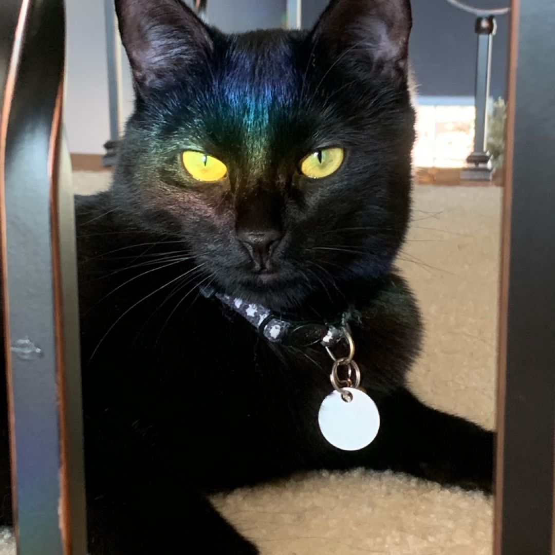Le Chat Noir’s Bookshelf 🐈‍⬛