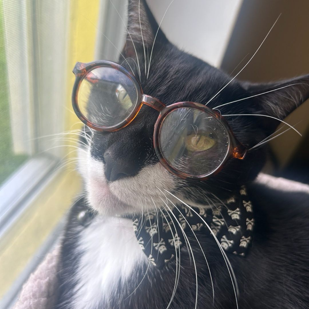 Sunny (is well read.)