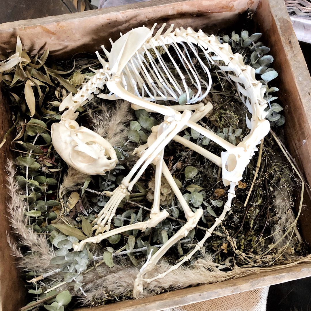 Brynne's Spooky Little Book Shop🍂✨