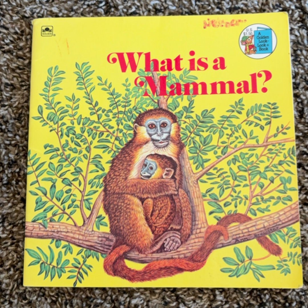 What is a Mammal?