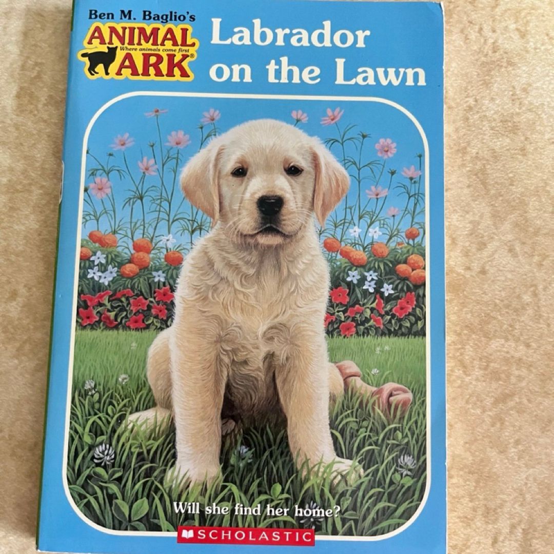 Labrador on the Lawn