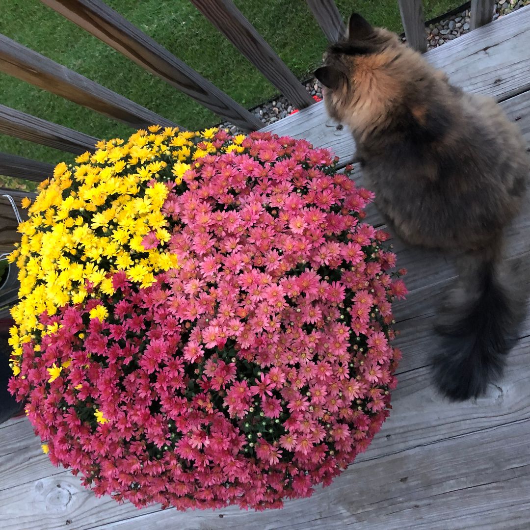 Rae’s Reading Corner