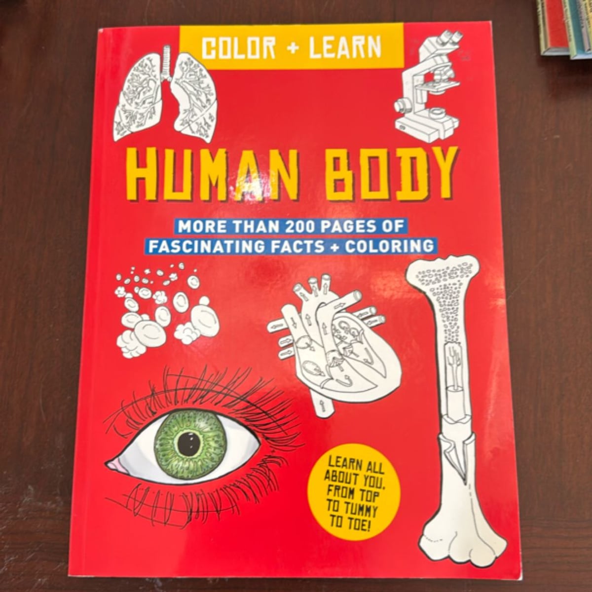 Color + Learn: Human Body (Colour + Learn) by unknown author