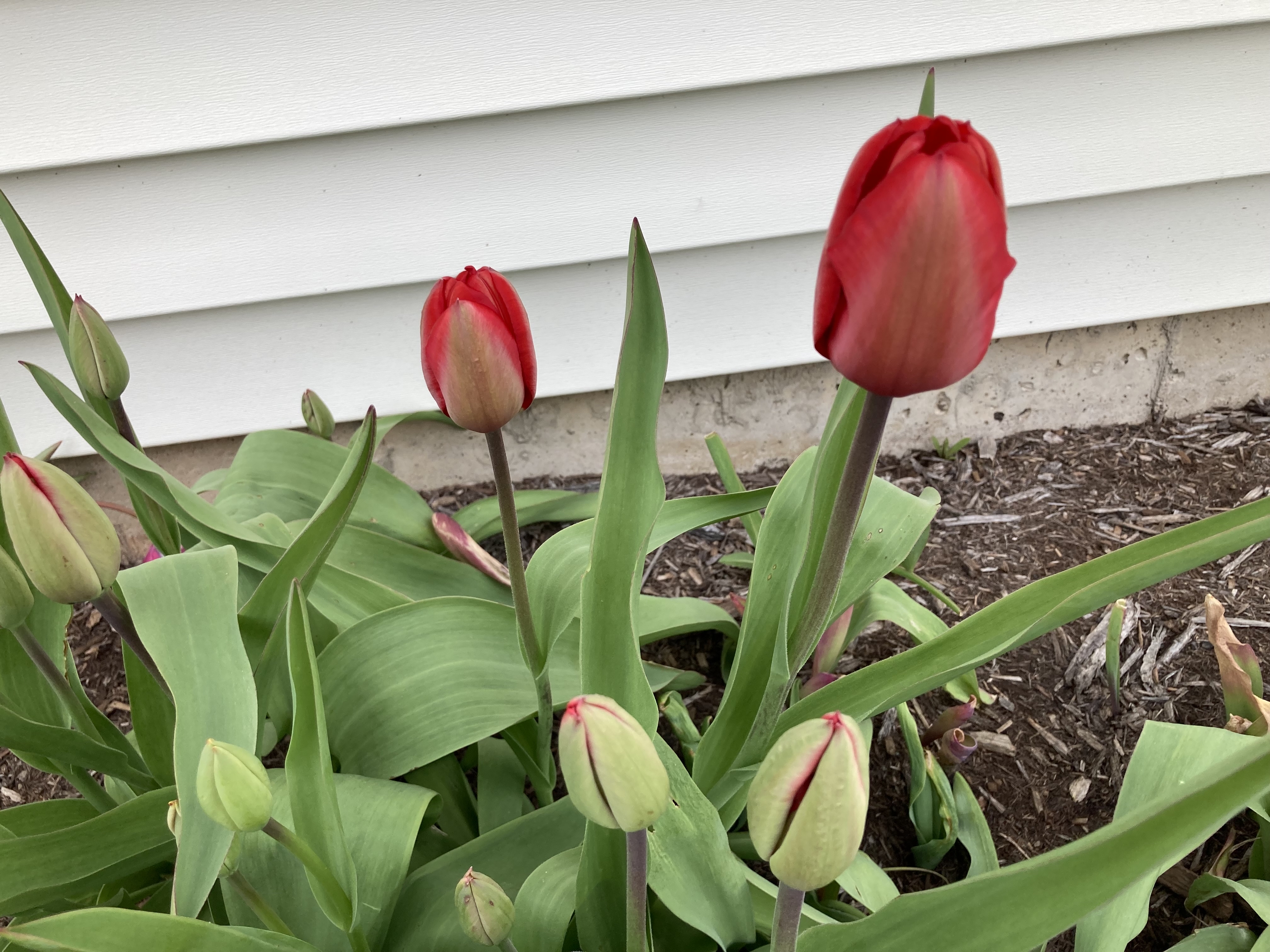 Jill DeHaven
