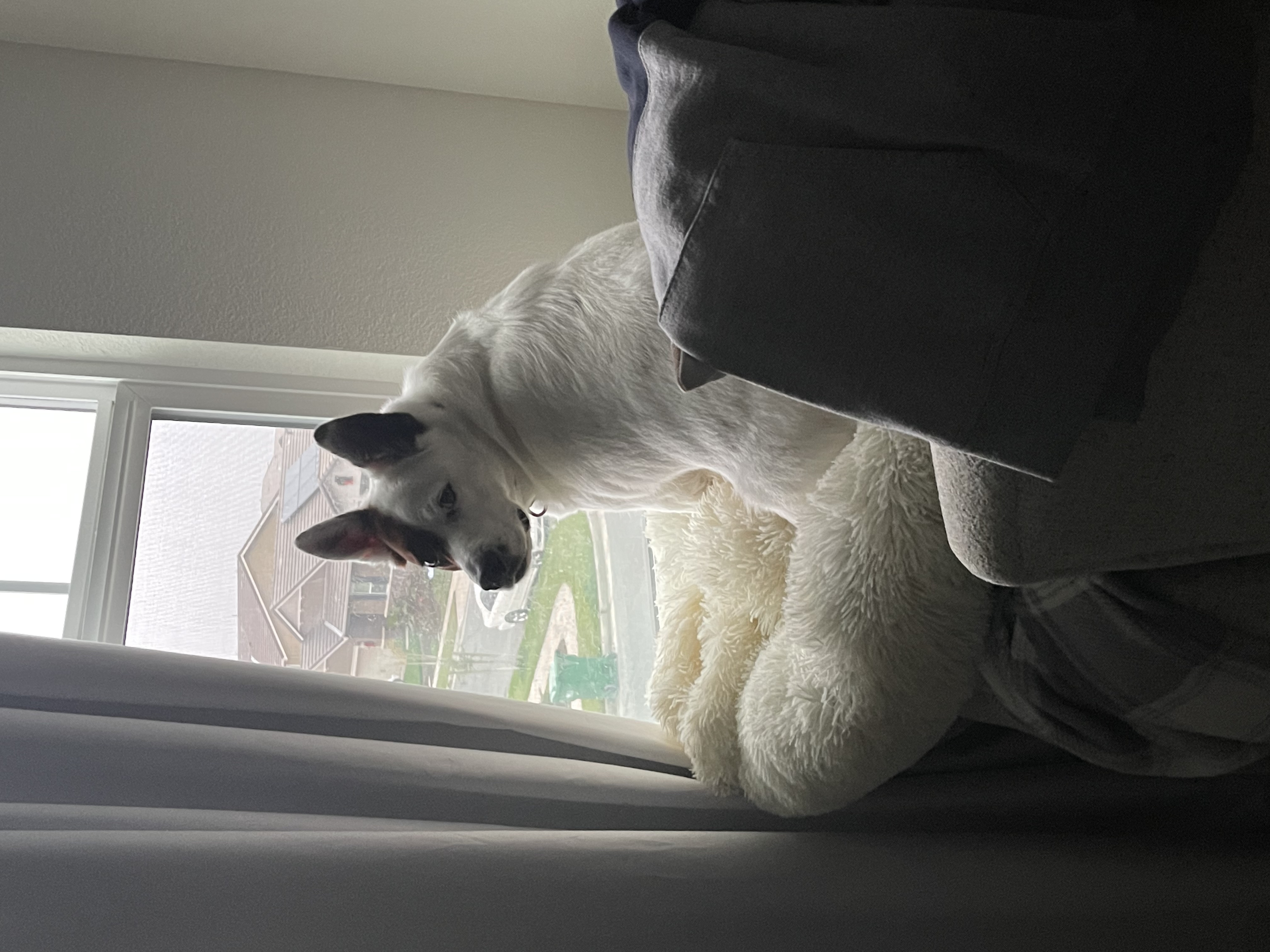 Fraser the heeler