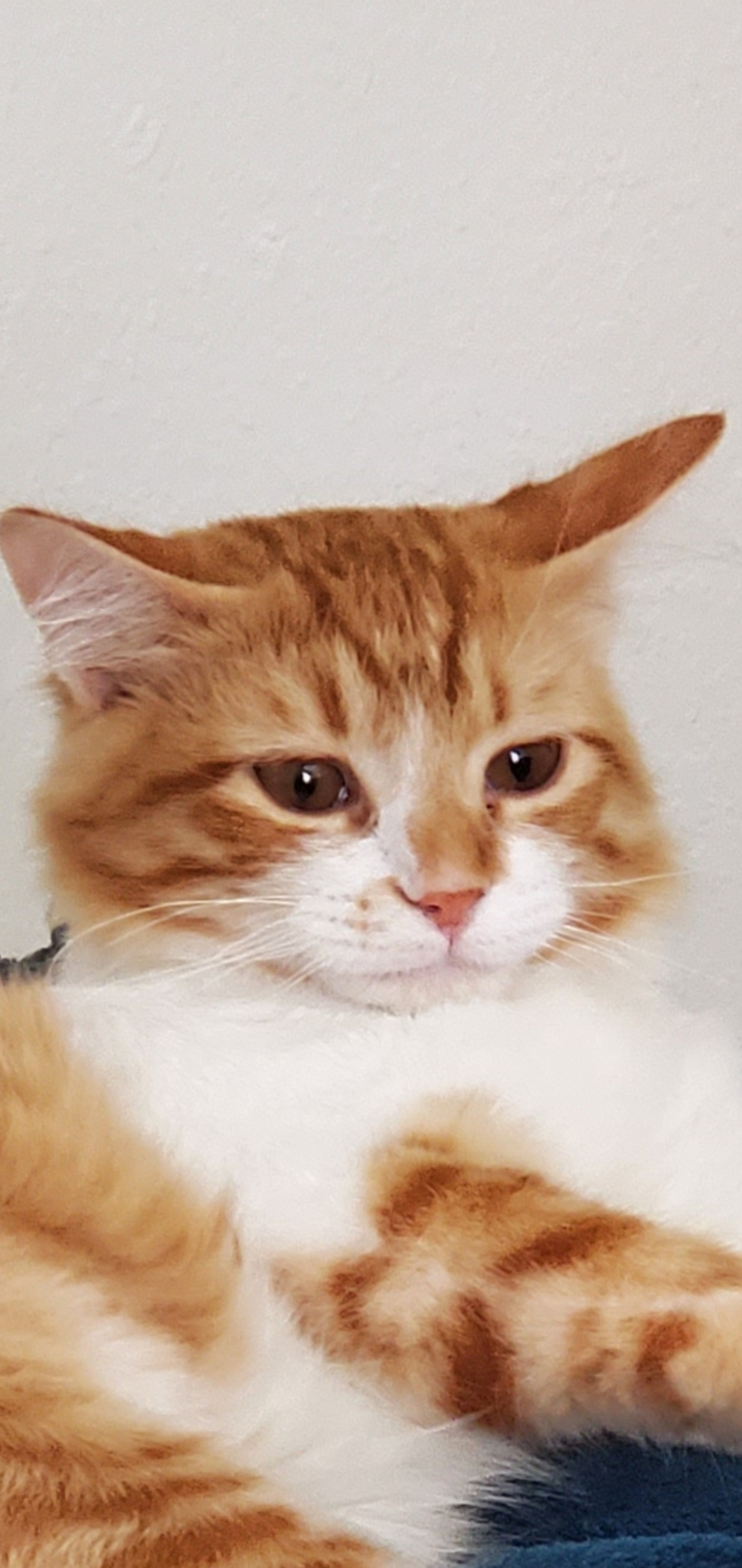 Tara
