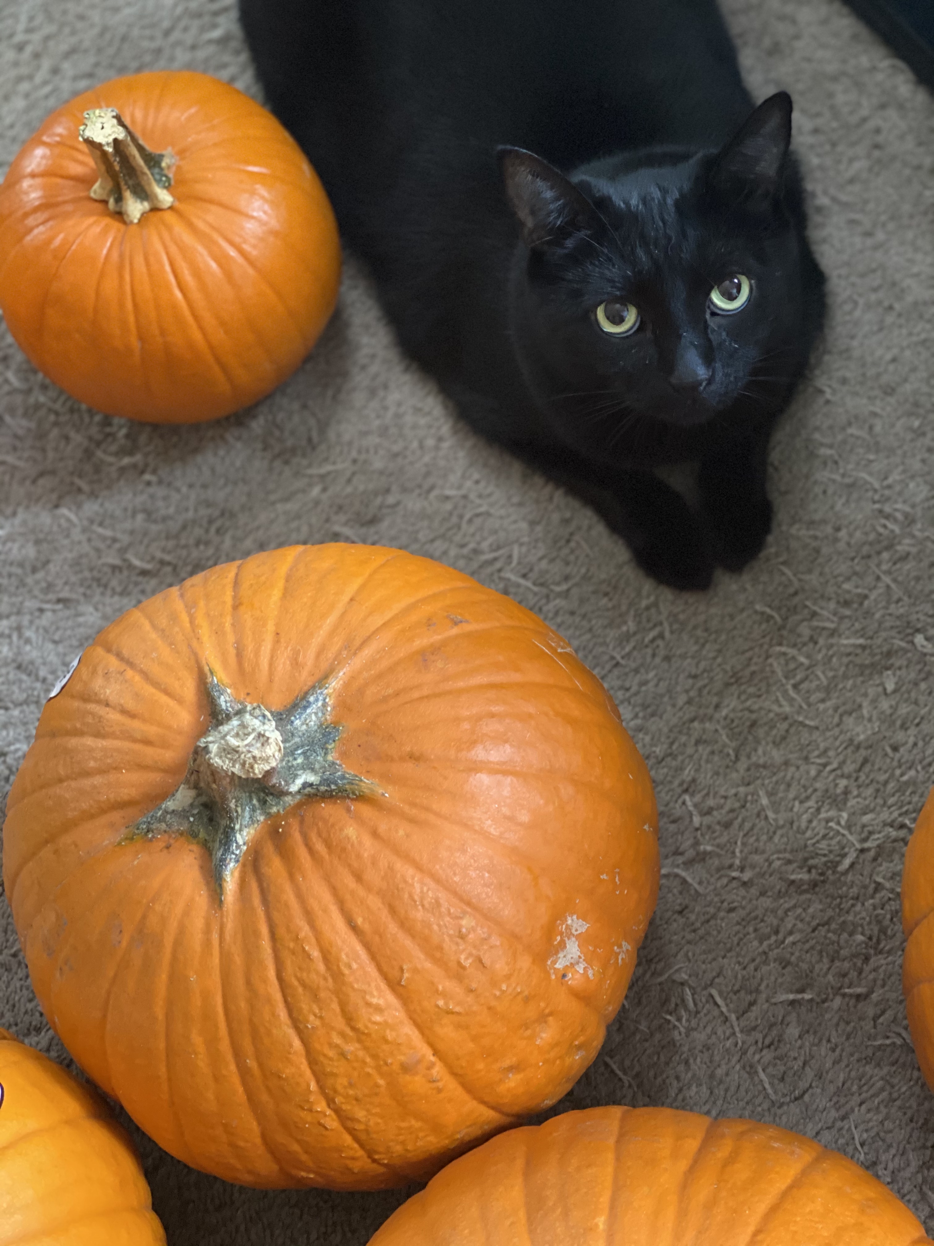 Michelle D’z Books