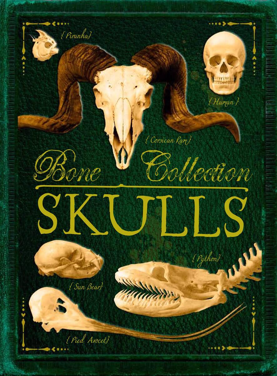 Bone Collection: Skulls